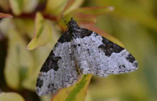 Xanthorhoe fluctuata